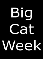 Big Cat Week