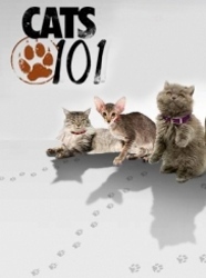 Cats 101