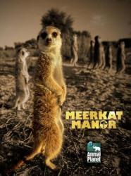 manor meerkat episodes yidio