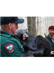 North Woods Law