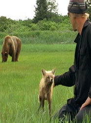 Watch The Grizzly Man Diaries Online - Full Episodes of Season 1 | Yidio